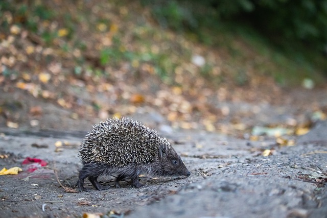 隐藏的危机 隐藏的危机