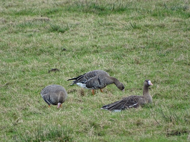 作为国乒中 作为国乒中